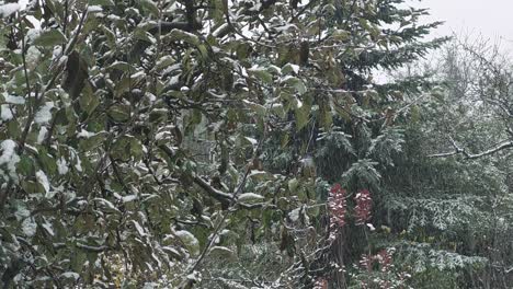 Zweige-Im-Schneesturm:-Navigieren-Durch-Das-Winterwunderland-Aus-Bäumen-Und-Schneeflocken-–-Komplizierter-Tanz-Des-Schneefalls-Auf-Baumzweigen