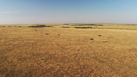 Toma-Aérea-De-Masai-Mara-Con-Drones-Del-Paisaje-Africano-De-Llanuras-Y-Pastizales-De-Sabana,-árboles-De-Acacia-En-Lo-Alto-De-La-Reserva-Nacional-De-Masai-Mara-En-Kenia,-Amplio-Establecimiento-Sobrevolando