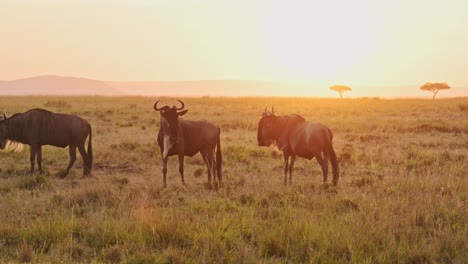 Slow-Motion-of-African-Wildlife-Safari-Animals-of-Wildebeest-Herd-on-Great-Migration-in-Africa-between-Masai-Mara-in-Kenya-and-Serengeti-in-Tanzania-in-Orange-Sunset-in-Maasai-Mara