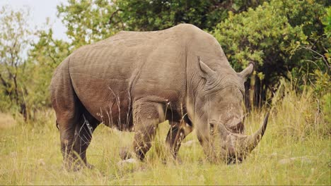 Powerful-large-African-Wildlife-Rhino-grazing-in-Maasai-Mara-National-Reserve,-Kenya,-Masai-Mara-North-Conservancy,-Africa-Safari-Animals