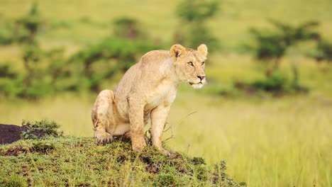 Slow-Motion-Shot-of-Beautiful-female-lioness-on-top-of-termite-mound-hill-observing-surrounding-area-for-prey,-lush-luscious-Maasai-Mara-National-Reserve,-Kenya,-Africa-Safari-Animals-in-Masai-Mara