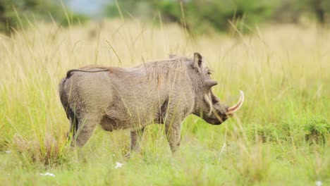 Slow-Motion-Shot-of-Warthog-running-through-the-savannah-against-bright-green-luscious-grass,-African-Wildlife-in-Maasai-Mara-National-Reserve,-running-away-from-predator