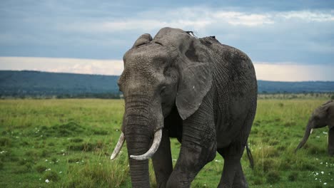 Zeitlupenaufnahme-Eines-Mächtigen-Elefanten,-Der-In-Richtung-Kamera-Steht,-In-Wunderschöner-Masai-Mara-Atmosphäre-Mit-Stürmischem-Himmel-Im-Hintergrund,-Afrikanische-Tierwelt-In-Der-Masai-Mara,-Kenia,-Afrikanische-Safaritiere