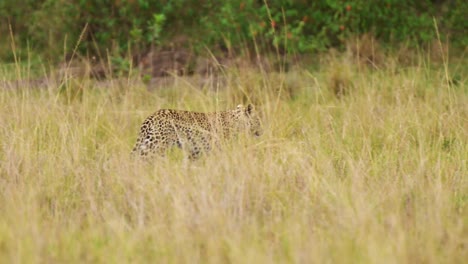 Slow-Motion-Shot-of-Leopard-walking-through-thick-vegetation-camouflaged-in-tall-grass-wilderness-of-Masai-Mara-North-Conservancy,-endangered-african-wildlife,-protection-of-rare-safari-animals