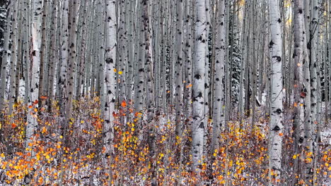 Aspen-Tree-Forest-aerial-cinematic-drone-Kebler-Pass-Crested-Butte-Gunnison-Colorado-seasons-collide-early-fall-aspen-tree-red-yellow-orange-forest-winter-first-snow-powder-Rocky-Mountain-right-motion