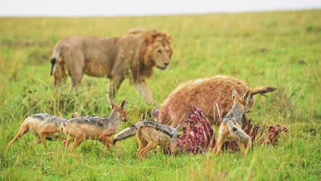 Slow-Motion-Shot-of-African-Wildlife-Jackals-pouncing-on-a-kill,-feeding-in-Maasai-Mara-National-Reserve,-Kenya,-Africa-Safari-Animals-in-Masai-Mara-North-Conservancy