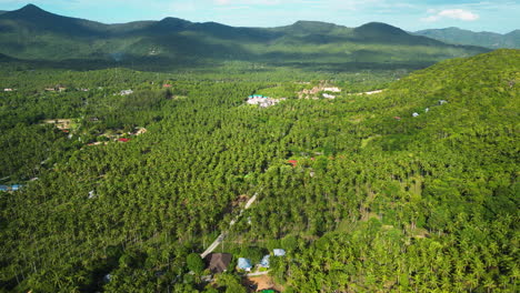 Million-of-oil-palm-trees-in-Koh-Samui-from-above