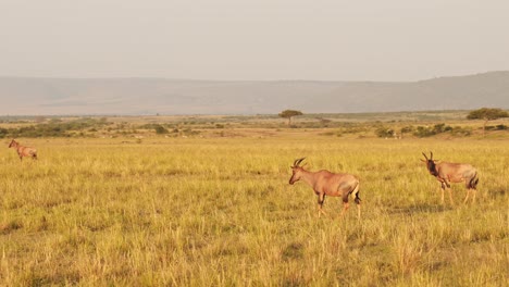 Slow-Motion-of-African-Wildlife-Animals-on-Safari-Game-Drive,-Driving-Through-Savannah-Landscape-Scenery-in-Africa-in-Maasai-Mara-National-Reserve-in-Masai-Mara-in-Beautiful-Golden-Sunlight