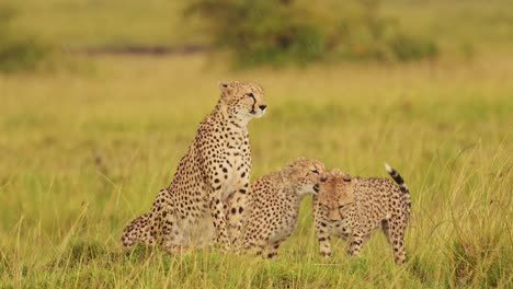 Guepardo-Vigilando-Las-Llanuras-Vacías-En-Busca-De-Comida,-Lluvia-Lloviendo-Sobre-El-Exuberante-Paisaje-De-La-Conservación-Del-Norte-De-Masai-Mara,-Vida-Salvaje-Africana-En-La-Reserva-Nacional-De-Masai-Mara