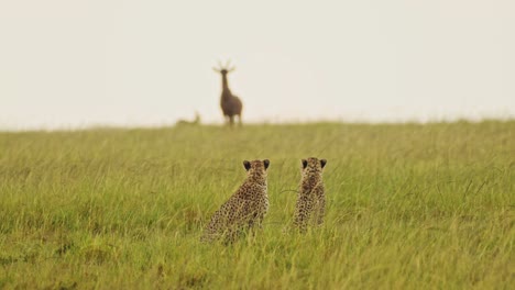 Slow-Motion-of-Cheetah-Hunting-Topi-in-the-Rain-on-a-Hunt,-African-Wildlife-Safari-Animals-in-Masai-Mara,-Africa-when-Raining-in-Rainy-Season-in-Maasai-Mara,-Kenya,-Amazing-Animal-Behavior