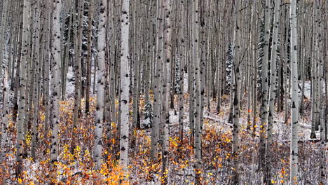 Aspen-Tree-Forest-aerial-cinematic-drone-Kebler-Pass-Crested-Butte-Gunnison-Colorado-seasons-collide-early-fall-aspen-tree-red-yellow-orange-forest-winter-first-snow-powder-Rocky-Mountains-back-motion