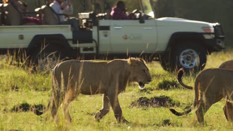 Zeitlupenaufnahme-Junger-Löwen,-Die-Bei-Sonnenuntergang-Durch-üppige-Landschaft-Laufen,-Wichtiges-Naturschutzgebiet-Der-Masai-Mara-Nord,-Das-Tiere-Im-Maasai-Mara-Nationalreservat-Vor-Menschlicher-Interaktion-Schützt