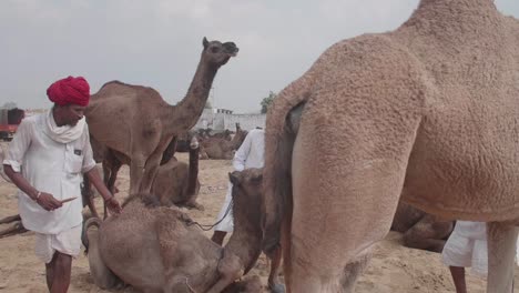 Conductores-De-Camellos-Locales-Tratando-De-Hacer-Que-Un-Animal-Se-Pare