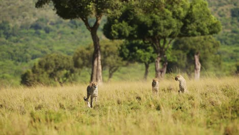 Masai-Mara-Wildlife,-Cheetah-Family-Walking-in-Long-Savanna-Grass,-Kenya,-Africa,-African-Safari-in-Maasai-Mara,-Amazing-Beautiful-Animal-in-Savannah-Grasses-Landscape-Scenery-Scene