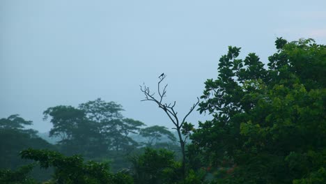 Deep-in-Bangladesh-forests,-Bulbul-birds-and-woodpeckers-living-in-harmony