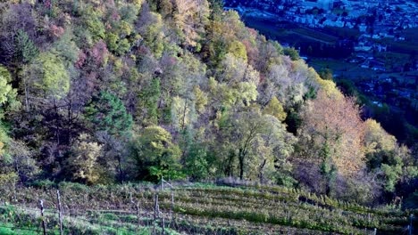 Vineyard-and-forest-by-Dorf-Tirol---Tirolo-above-Meran---Merano-in-autumn