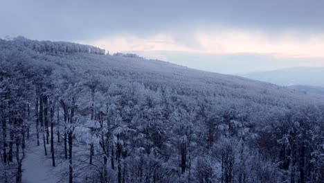 Forest-canopy-covered-in-white-winter-snow,-Chumerna-peak,-Bulgaria