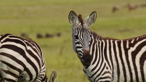 Slow-Motion-Shot-of-Beautiful-shot-of-zebras-amongst-the-savannah-savana-in-tall-grass-grasslands,-African-Wildlife-in-Maasai-Mara-National-Reserve,-Kenya,-Africa-Safari-Animals-in-Masai-Mara
