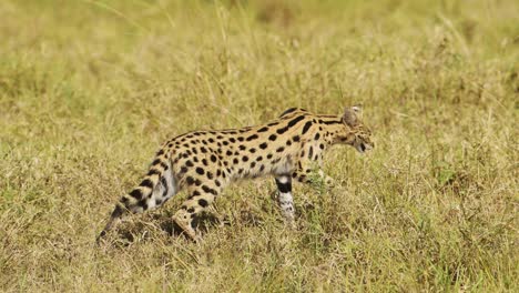 Wild-cat-serval-hunting-in-tall-grass,-low-down-cover,-prowling,-African-Wildlife-in-Maasai-Mara-National-Reserve,-Kenya,-Africa-Safari-Animals-in-Masai-Mara-North-Conservancy