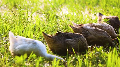 Einheimische-Desi-Enten,-Die-Im-Morgensonnenlicht-Im-Sumpf-Nach-Nahrung-Suchen