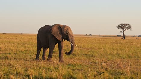 Slow-Motion-of-African-Elephant,-Africa-Wildlife-Animals-in-Masai-Mara,-Kenya,-Steadicam-Gimbal-Tracking-Shot-Panning-Elephants-Walking-Grazing-and-Feeding-in-Beautiful-Golden-Light