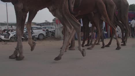 Captured-in-slow-motion,-herd-of-camels-being-moved-along-desert-road