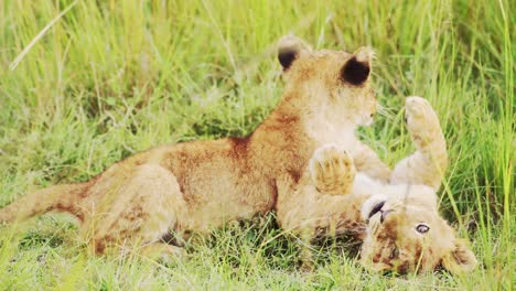 Cute-Lion-Cubs-Playing-in-Africa,-Funny-Young-Baby-Animal-Lions-in-Grass-on-African-Wildlife-Safari-in-Maasai-Mara,-Kenya-in-Masai-Mara-National-Reserve-Green-Grasses