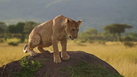 Kenya-Wildlife,-Two-Cute-Lion-Cubs-Playing-with-Lioness-Mother-in-Masai-Mara,-Kenya,-Africa,-Funny-Young-Baby-Lions-Animals-on-African-Wildlife-Safari-in-Maasai-Mara