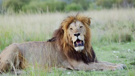 Male-lion-Close-Up-African-Wildlife-Safari-Animal-in-Maasai-Mara-National-Reserve-in-Kenya,-Africa,-Beautiful-Big-Cat-in-Masai-Mara,-Mara-North-Conservancy,-Low-Angle-of-Predator-Lying-on-Ground