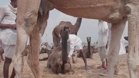 Hirten-Und-Ihre-Tiere-Besuchen-Die-Kamelmesse-In-Pushkar