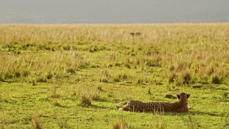 Guepardo-Perezoso-Tumbado-En-El-Suelo-Al-Atardecer-Con-Jabalíes-Presas-Huyendo-Detrás-En-La-Reserva-Nacional-Masai-Mara-En-Masai-Mara,-Kenia,-áfrica,-Descansando-Mientras-Cazaba
