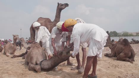 Gruppe-Einheimischer-Indischer-Männer,-Die-Kamele-Für-Touristenausritte-Vorbereiten