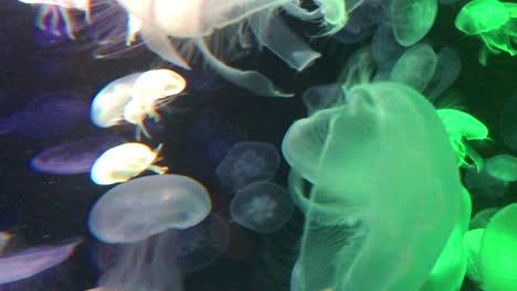 Beautiful-movement-of-jellyfish-footage,-different-kinds-of-jellyfish-swimming-together-in-the-aquarium's-tank