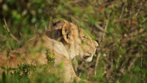 Lion-hiding-in-shade-behind-bushes-in-the-lush-grasslands,-African-Wildlife-cooling-down-in-hot-Maasai-Mara-National-Reserve,-Kenya,-Africa-Safari-Animals-in-Masai-Mara-North-Conservancy