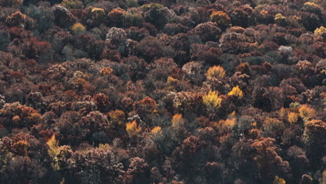 Colorful-Autumn-Forests-In-Arkansas,-USA---Aerial-Drone-Shot