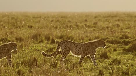 Animales-Cazando,-Dos-Guepardos-Cazando-En-áfrica,-Animales-De-Safari-Africanos-En-Masai-Mara,-Kenia,-Caminando-Y-Acechando-En-La-Hermosa-Sabana-De-Hierba-Larga-En-Masai-Mara,-Comportamiento-Animal
