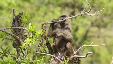 Slow-Motion-Shot-of-Relaxed-African-Wildlife-in-Maasai-Mara-National-Reserve,-baboon-laying-across-top-branches-of-a-tree,Kenya,-Africa-Safari-Animals-in-Masai-Mara