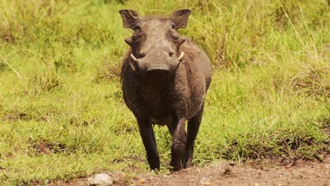 Warthog-bathing-in-shallow-puddle-of-mud,-resting-and-cooling-down-in-natrual-habitat-of-the-Maasai-Mara-National-Reserve,-Kenya,-Africa-Wildlife-Animals-in-Masai-Mara-North-Conservancy