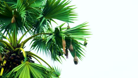 Eine-Ansammlung-Von-Nestern-Von-Webervögeln,-Die-An-Den-Blättern-Einer-Palme-In-Bangladesch-Hängen