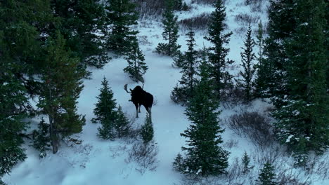 Rare-Colorado-Rocky-Mountains-high-country-Moose-Sighting-aerial-cinematic-drone-deep-in-powder-backcountry-pine-Denver-front-range-Colligate-Peaks-Vail-Breck-Aspen-Telluride-follow-circle-left-motion