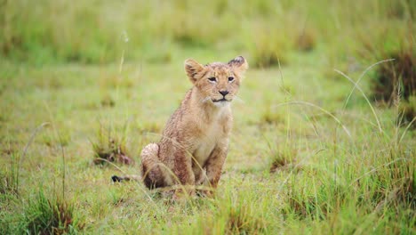 Toma-En-Cámara-Lenta-De-Cachorro-De-León-Bebé-Con-Actitud-Descarada,-Linda-Vida-Silvestre-Africana-En-La-Reserva-Nacional-De-Masai-Mara,-Kenia,-Animales-De-Safari-De-áfrica-En-La-Conservación-Del-Norte-De-Masai-Mara