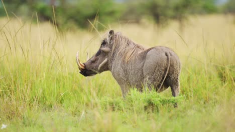 Slow-Motion-Shot-of-Warthog-surveying,-watching-through-the-tall-lush-grass-of-the-colourful-grasslands,-African-Wildlife-in-Maasai-Mara-National-Reserve,-Kenya