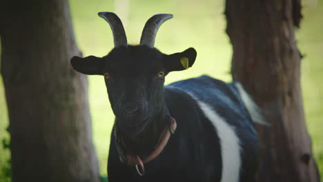 Black-goat-starring-into-camera,-turning-head-and-waving-with-ear,-static-slow-motion