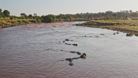 Maasai-Mara-Afrika-Luftdrohnenaufnahme-Von-Flusspferden-Im-Mara-Fluss,-Wunderschöne-Afrikanische-Landschaftslandschaft-Und-Safari-Wildtiere-Einer-Gruppe-Von-Vielen-Flusspferden-Im-Wasser-Der-Masai-Mara,-Kenia