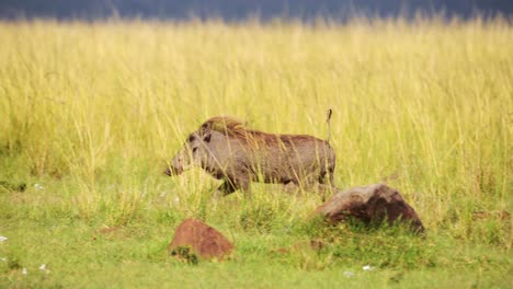 Zeitlupenaufnahme-Eines-Warzenschweins,-Das-Durch-Die-Savanne-Vor-Hellgrünem,-üppigem-Gras-Rennt,-Afrikanische-Wildtiere-Im-Masai-Mara-Nationalreservat,-Das-Vor-Raubtieren-Davonläuft