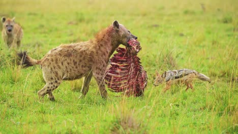 Slow-Motion-Shot-of-Hyenas-fighting-with-Jackal-over-scavenging-for-a-kill,-close-community-of-African-Wildlife-in-Maasai-Mara-National-Reserve,-Kenya,-Africa-Safari-Animals