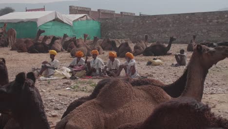 Numerous-animals-relaxing-alongside-their-owners,-Pushkar-Camel-Fair