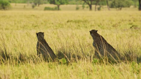 Slow-Motion-Shot-of-Two-Cheetahs-lying-and-sitting-in-the-shade-of-an-acacia-tree-in-the-masai-mara-savannah-grasslands,-African-Wildlife-in-Maasai-Mara-National-Reserve,-Kenya,-Africa-Safari-Animals