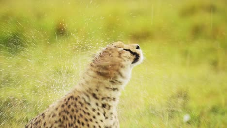 Slow-Motion-of-Cheetah-Animals-in-the-Rain,-Raining-in-Rainy-Season,-Drying-and-Shaking-Head-to-Dry-Itself,-Wet-Close-Up-Animal-Portrait-with-Splashing-Water-in-Masai-Mara,-Africa-on-Wildlife-Safari
