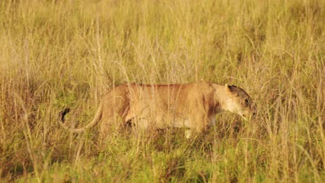 Zeitlupenaufnahme-Einer-Weiblichen-Löwin,-Die-Durch-Das-Hohe-Gras-Der-Afrikanischen-Savanne-Auf-Der-Jagd-Nach-Beute-Und-Raubtier-Im-Maasai-Mara-National-Reserve,-Kenia,-Streift